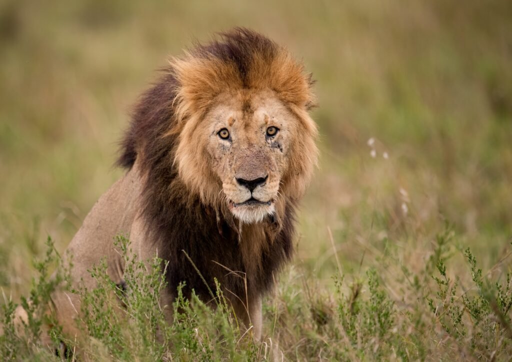A Male Lion in Africa. How do animals see the world?
