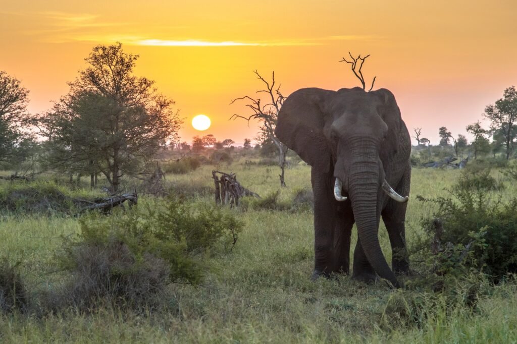 African Elephant at sunrise. How do animals see the world?
