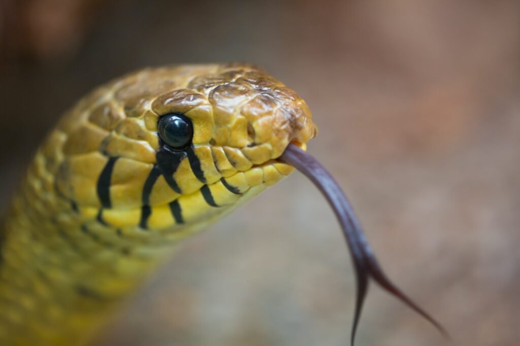 Deadliest Snake in the world. How do animals see the world?