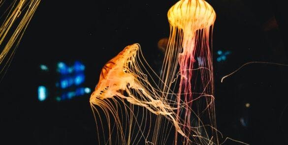 Two Jellyfish, amazing animals